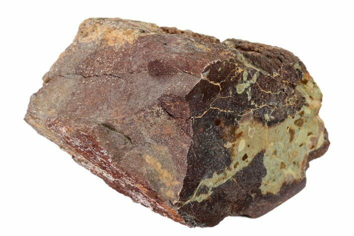 Polished Dinosaur Bone (Gembone) Section - Utah #151448